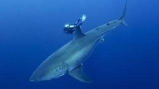 L'Océan | Plongée au milieu des requins blancs| Documentaire complet.