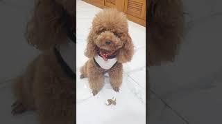 Chestnut was punished for biting a brown bee | Mrs. Chestnut's Voice