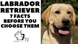 Before you buy a dog - LABRADOR RETRIEVER - 7 facts to consider! DogCastTV!