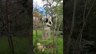 Sifaka at Chester Zoo