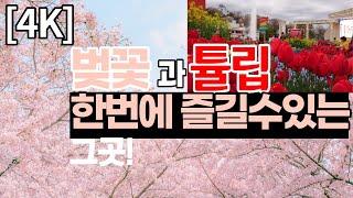 [4K] 벚꽃 못보셨다구요? 여기 벚꽃과 튤립 영상 가져왔습니다. (에버랜드 튤립축제)