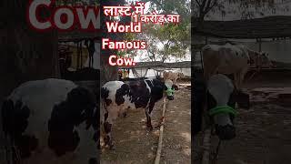 1 करोड़ की गाय। World Famous Cow. #shorts #viralvideo #trending #cow #world #youtubeshorts