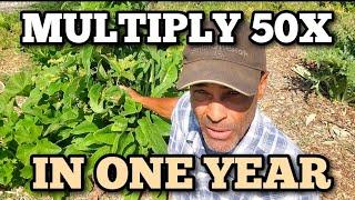 Transform your GARDEN and HOMESTEAD with easy-to-grow COMFREY