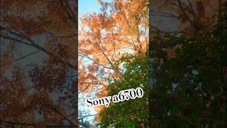 POV - a6700 Fall Photography #pov #photography #fall