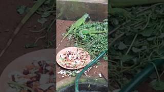 Tiny Dinosaurs: Iguanas Up Close  #iguana #iguanas #shortsfeed #shorts #snakepark #guindy