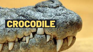 Crocodiles | Meet the Crocodile: Fun Facts and Information for Kids