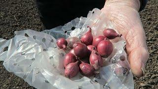 Planting Onion Sets, Sowing Carrot seed, Fertilizing Strawberries.