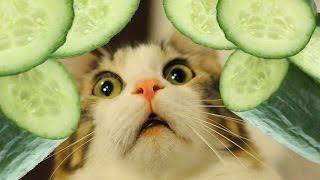 Cats vs Cucumbers Funny Compilation