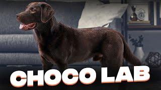 Chocolate Lab: All You Need To Know