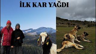 İLK KAR YAĞDI..KÖPEKLER KAVGA ETTİLER..KOYUNA TUZ