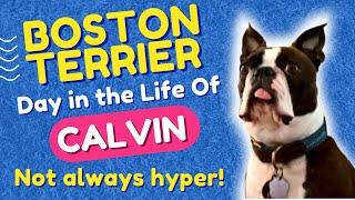 A Day in the Life of My Dog ~ Calvin The BOSTON TERRIER