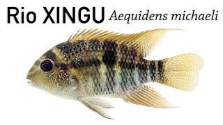 Aequidens michaeli, a cichlid from the Xingu that does not like rapids