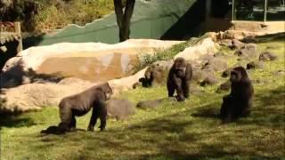 Zoo star animals : Guadalajara Zoo