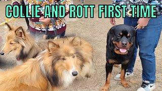 ROTTWEILER, ROUGH COLLIE AND WHIPPET IN KAPURTHALA DOG SHOW 2023