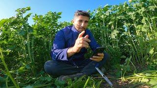 #CoverCrops Covoare verzi - Jurnal de cultura Selfie Stick #carboncapture #organicfarming