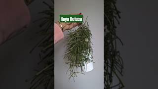 Hoya Retusa is the Perfect Beginner Hoya!  #hoyaaddict #plants #orchid