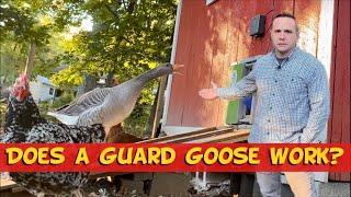 Is our GUARD GOOSE working?