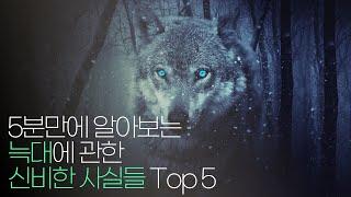 5분만에 알아보는 늑대에 관한 신비한 사실 Top 11 !!