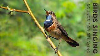 Beautiful Birdsong - Relaxing Birds Singing, Best Bird Songs for Mind Healing, Meditation, Sleep