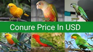 Conure Bird Price in USD