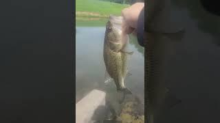 release #fish #fishing