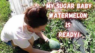 How to Know When to Pick Your Sugar Baby Watermelons...