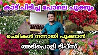 ചെടികൾ നന്നായി പൂക്കും | ഇത്പോലെ ചെയ്‌താൽ മതി ||chedikal poovidan |chedikal pookan|Vasi Vlogs