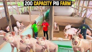 Modern Pig Farm | Inside the Most Successful Pig Farm in Ghana #pig #pigfarmvideo