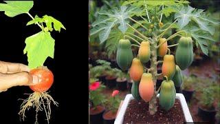 How to grow papaya tree with tomato, Growing many papaya fruits at home