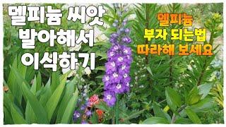 예쁜 델피륨 키워 보세요/델피륨 씨앗 발아 해서 가이식 하기