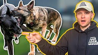 How do dogs actually communicate?