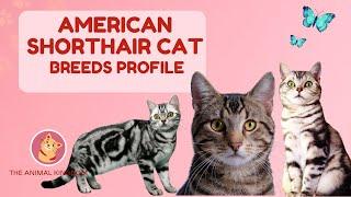 American Shorthair Cat Breed Profile History - Price - Traits - Grooming Needs - Lifespan