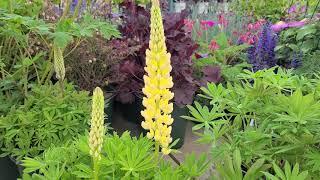 Mini Gallery™ Lupinus  (Lupine) // Outstanding, Short, Compact Versions of Old-Fashioned Favorites