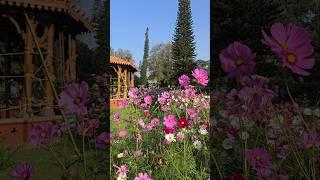 Lalbagh Flower Show - 2025