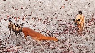 Wild Dog & Hyena Pull Baby Out of Impala That's Giving Birth