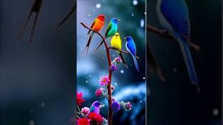 beautiful Bird ️ aa#trending #shortsfeed #ytshorts #music #viralvideo #birds