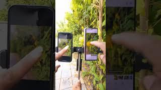 Samsung Galaxy Z Fold 3 vs iPhone 13 Portrait Mode Test #shorts #samsunggalaxyzfold3 #iphone13
