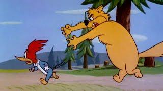 The New Cat In Town | 2.5 Hours of Classic Episodes of Woody Woodpecker