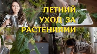 ЛЕТНИЕ цветочные ХЛОПОТЫ | НОВЫЕ ГОРШКИ и аксессуары для РАСТЕНИЙ | ПОЛИВАЮ и навожу КРАСОТУ 🪴