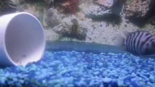 My 30g and 10g Cichlid Tanks