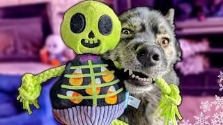 Surprising My Dogs With a Halloween Toy Haul  Dogs go Shopping!