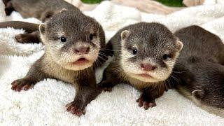 The baby otters are just starting to walk!