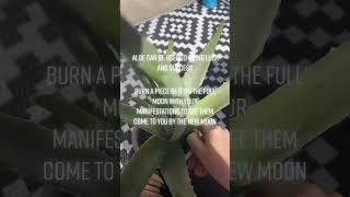 Green Witch Aloe Rituals for Full Moon Manifesting #witchytip #aloe #greenwitch