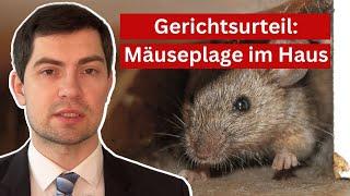 Mäuse als Haustiere - was sagt das Gericht?