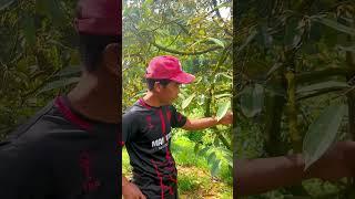 Quản lí cơi đọt đi điều!! Nhà nông 3 TỐT đã làm gì?? #shorts