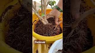 Jasmine flower propagation #flowers #nature #pruning #plants #plantcare #shorts #reels #life #short