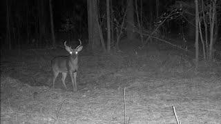 Day 253 - Wildlife on the Property