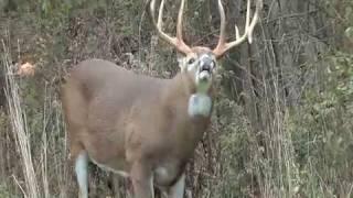 Deer & Deer Hunting: Whitetail Buck Lip Curl