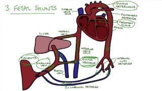 Understanding Fetal Circulation