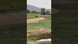 Tiger spotted @ Masinagudi Mayar #vinothvlog